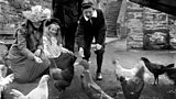 Wick hens whose eggs will be sent to British soldiers on the Front