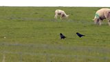 Ravens