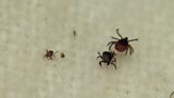 Lyme Disease