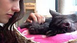 Cat Cafe