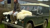 Buckfastleigh Sheep