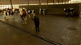 Dairy Farming