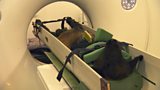 Sheep Scanning