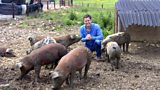 The Little Beckford Pig Association
