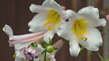 Night-scented plants