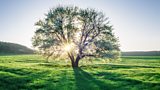 Tree of the Year