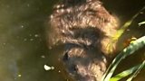 Beavers - Could they be a natural solution to our flooding?