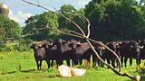 Water Buffalo