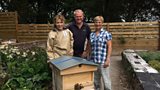 Dark honey bees