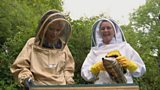 Rare breed bees