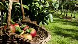 Armagh Food and Cider Festival