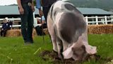 Top hog