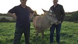 Autumn deer farming