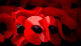 Should NI players be allowed to choose whether to wear the poppy or not?