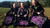 Saffron Harvest