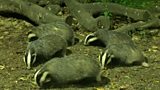 Badgers