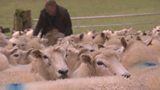 Adam's Farm