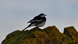 Big Garden Birdwatch
