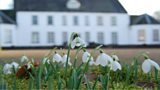 Snowdrops at Springhill House