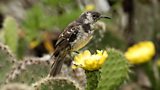 Floreana mockingbird