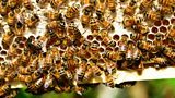 Bees In Craigavon