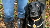Pine marten sniffer dog
