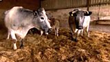 Adam's farm