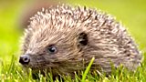 Hedgehogs