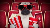 PET-FRIENDLY CINEMA?