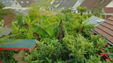 Plants for tropical gardens