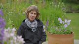 Sue Wooster's Campanulas