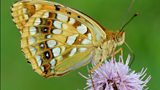 Helping butterflies and moths recover