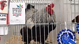 Live from The Balmoral Show