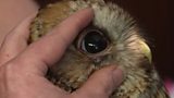 Wildlife Rescue Squad