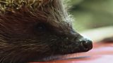 Wildlife Rescue Squad