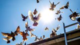 Fly by Night