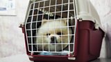 Are Dog Crates Cruel?