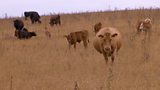 Fodder Crisis