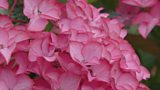 Hydrangea garden