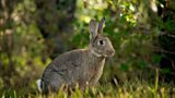 The Rabbit Catcher