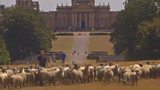 Blenheim Shepherd