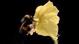 Bees forget to Buzz