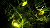 Glow Worms