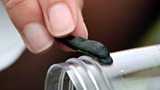 Leech Charming