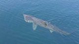 Portaferry Sharks