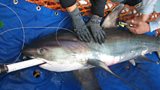 Portaferry Shark Tagging