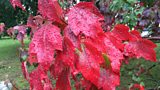 In More Leafy Detail.....