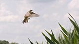 Farmland Birds
