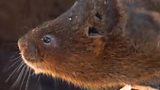 Water Voles