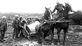 The real War Horse